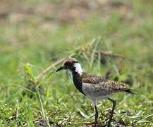 Blacksmith Lapwing