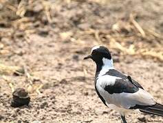 Blacksmith Lapwing