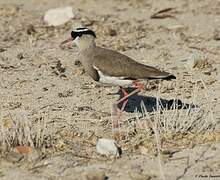 Crowned Lapwing