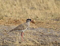 Crowned Lapwing