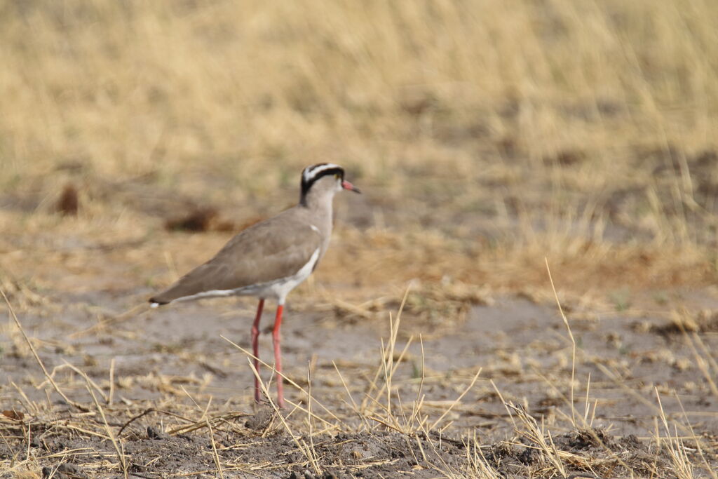 Crowned Lapwing