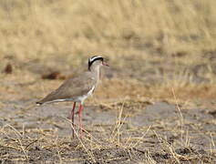 Crowned Lapwing