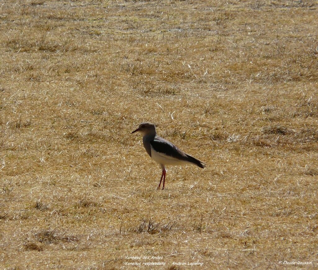 Andean Lapwing