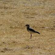 Andean Lapwing