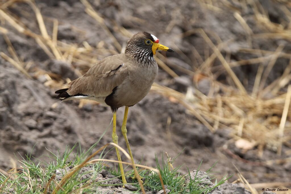 African Wattled Lapwing