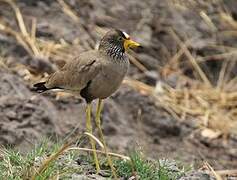 African Wattled Lapwing