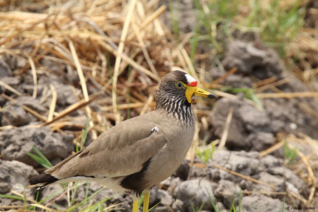 African Wattled Lapwing