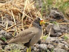 African Wattled Lapwing