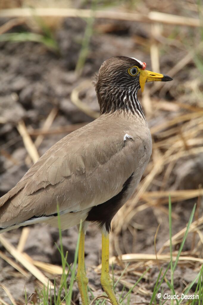 African Wattled Lapwing