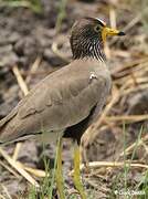 African Wattled Lapwing