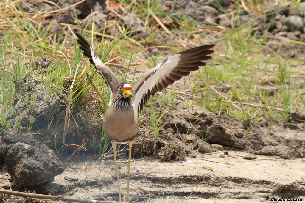 African Wattled Lapwing