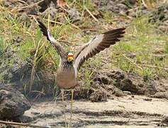 African Wattled Lapwing