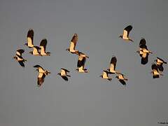 Northern Lapwing