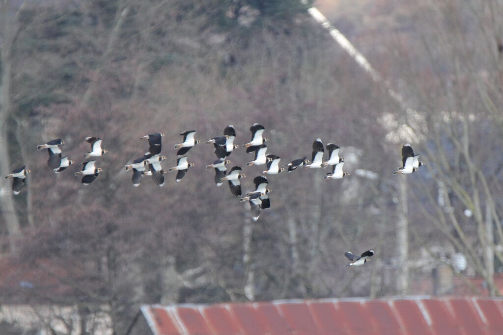 Northern Lapwing