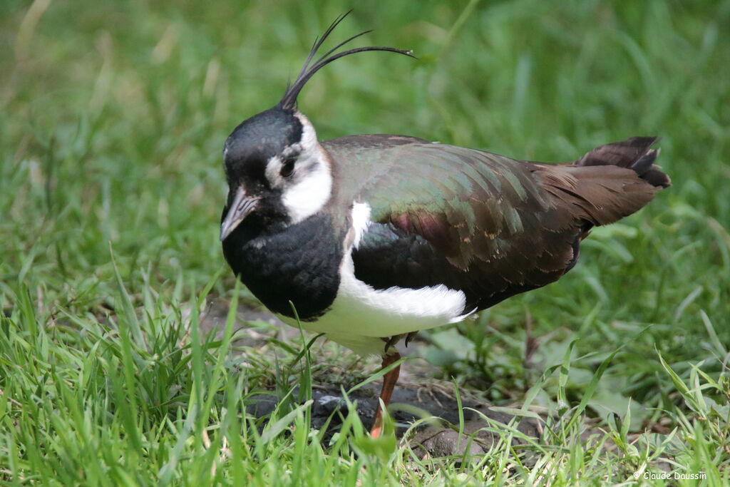 Northern Lapwing