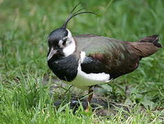 Northern Lapwing