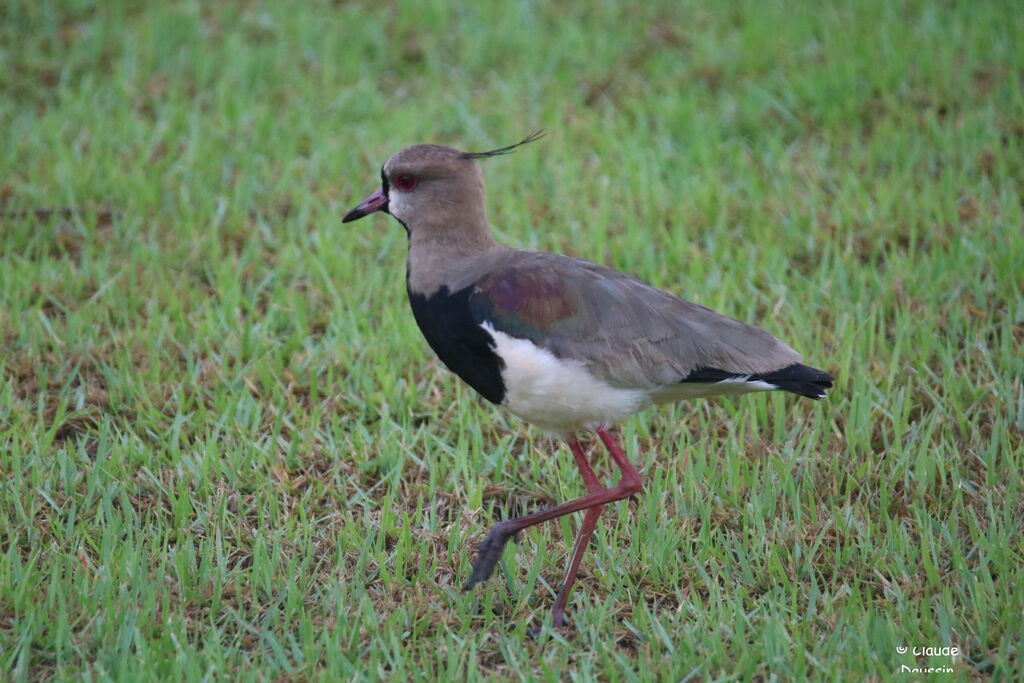 Southern Lapwing