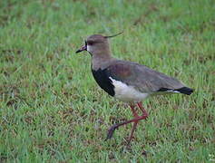 Southern Lapwing