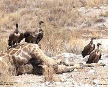 White-backed Vulture