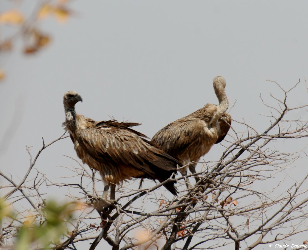 White-backed Vulture