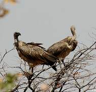 White-backed Vulture