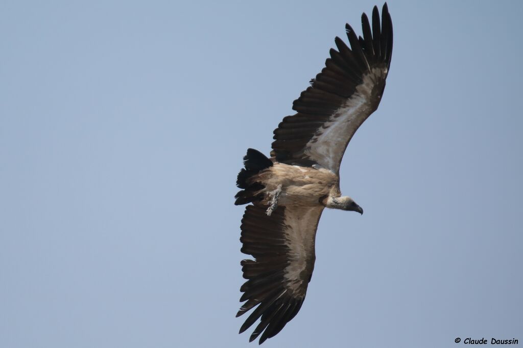 White-backed Vulture