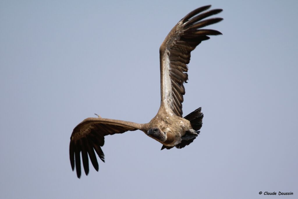 White-backed Vulture