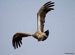 White-backed Vulture