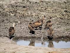 White-backed Vulture