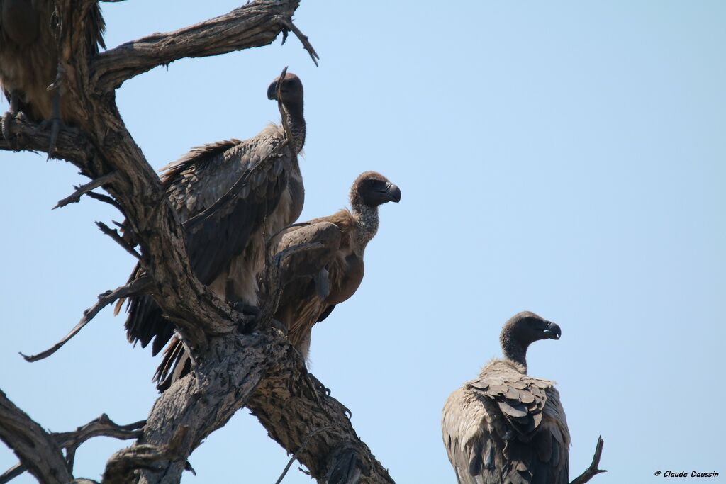 White-backed Vulture