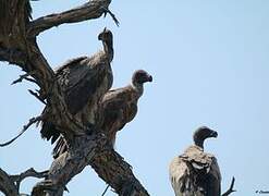 White-backed Vulture