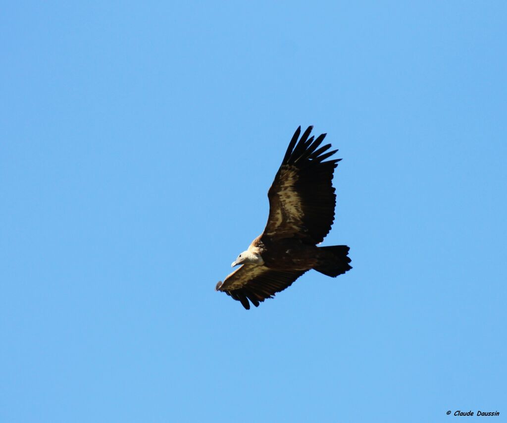 Vautour fauve