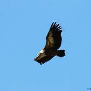 Griffon Vulture