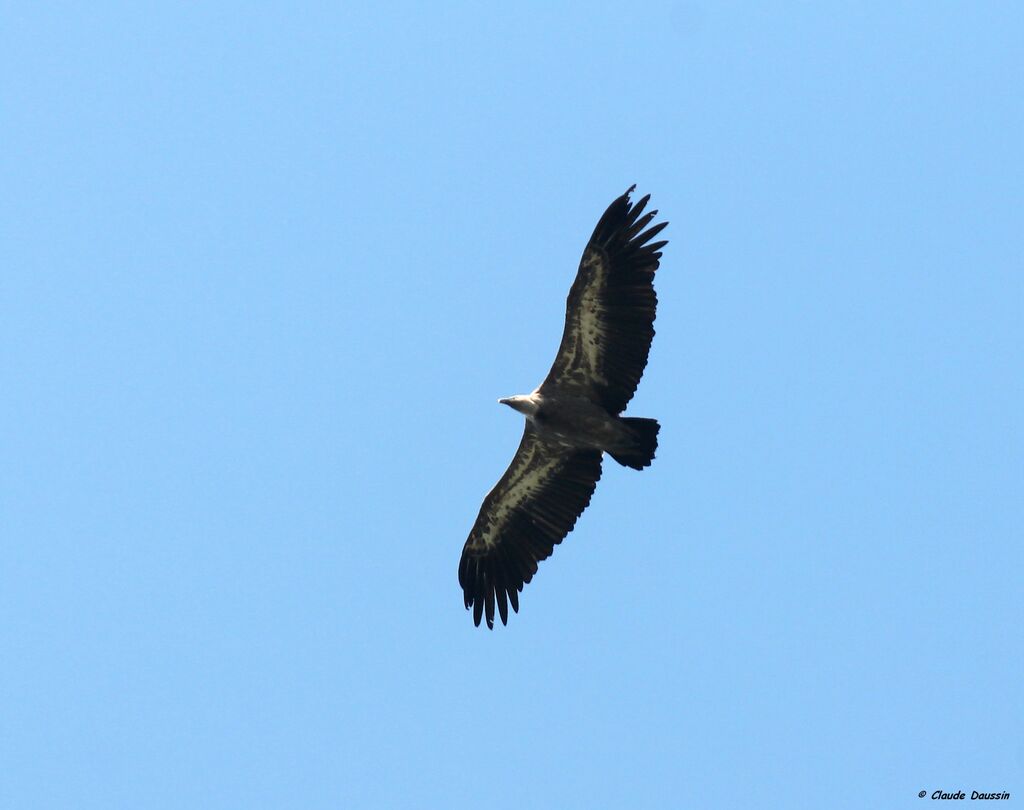 Griffon Vulture