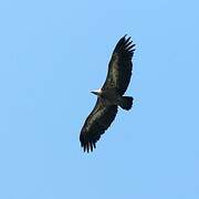 Griffon Vulture