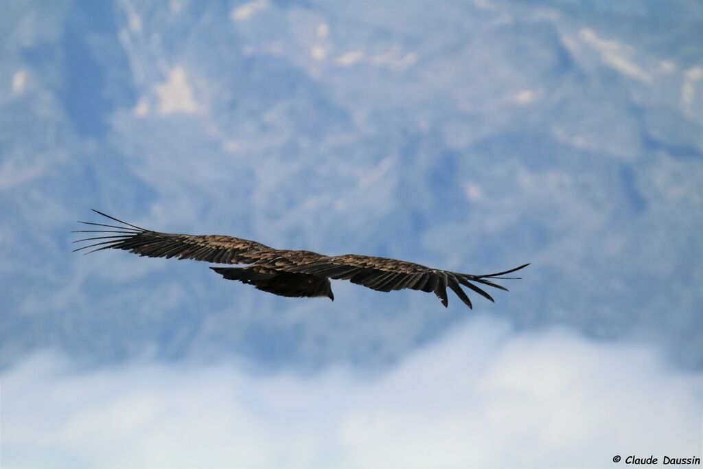 Vautour fauve