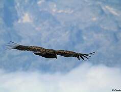 Griffon Vulture