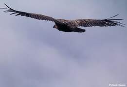 Griffon Vulture