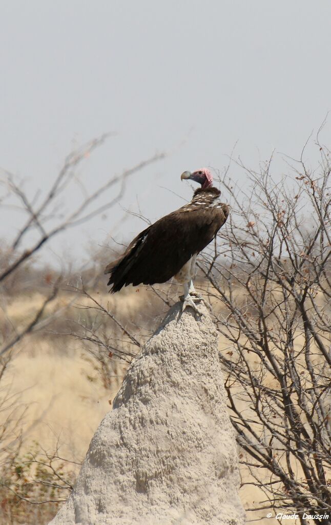 Lappet-faced Vulture