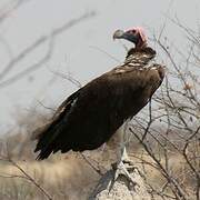 Lappet-faced Vulture