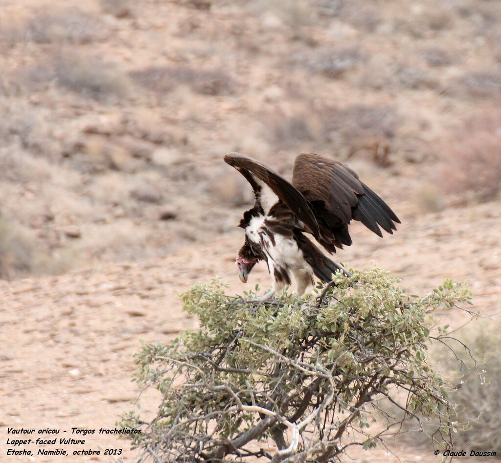 Lappet-faced Vulture