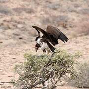 Lappet-faced Vulture