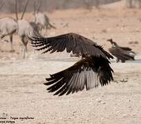 Lappet-faced Vulture