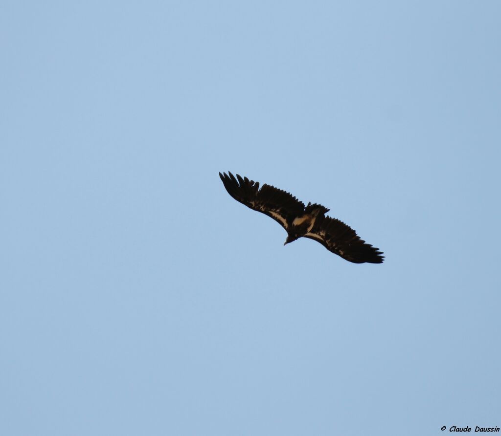 Lappet-faced Vulture