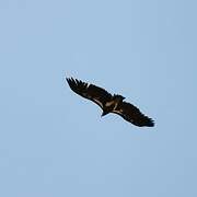 Lappet-faced Vulture