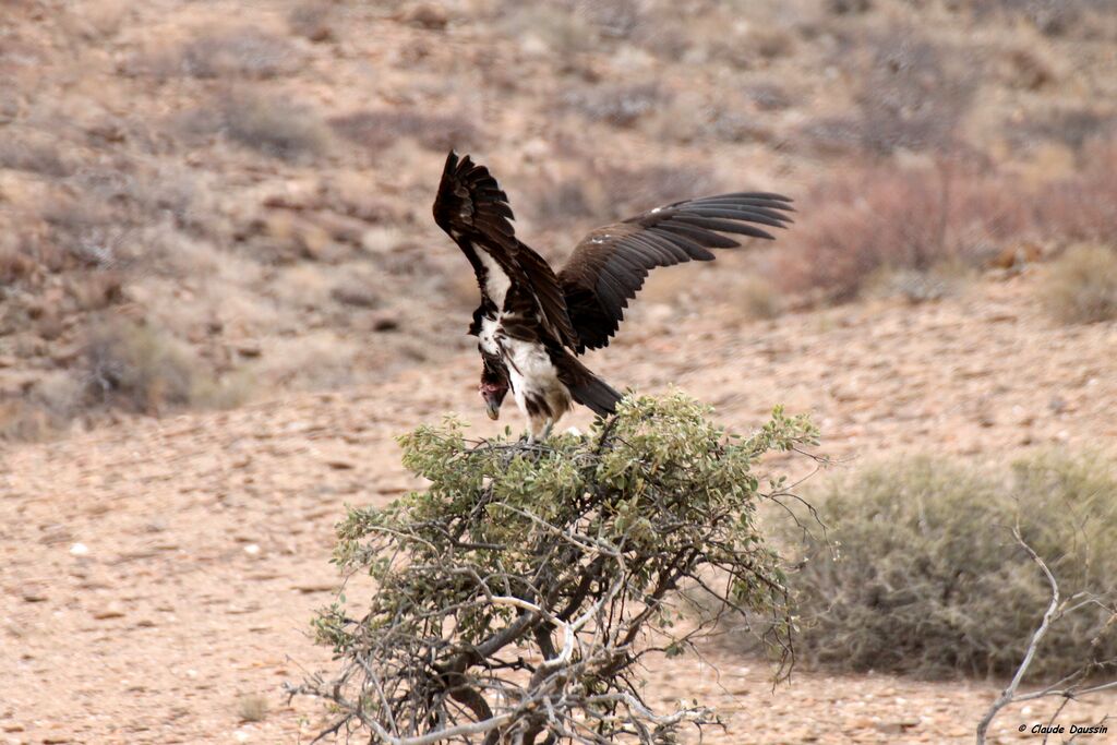 Lappet-faced Vulture