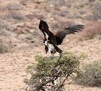 Lappet-faced Vulture