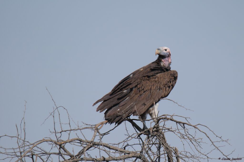 Lappet-faced Vulture