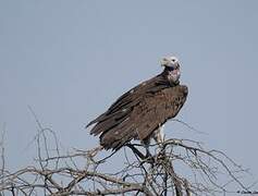 Lappet-faced Vulture