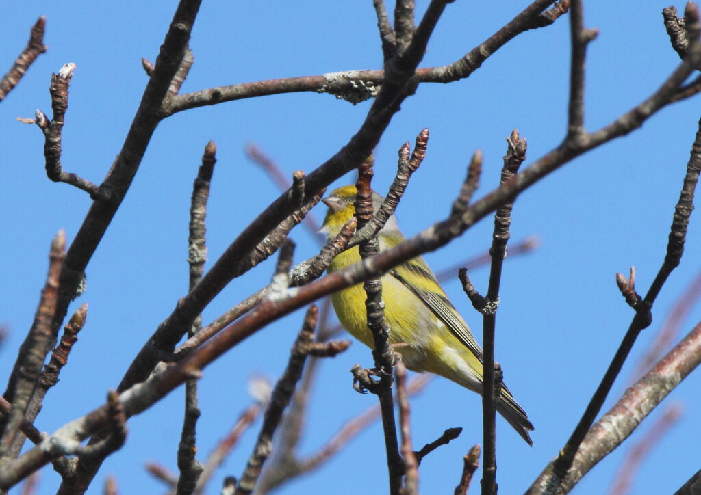 Citril Finch